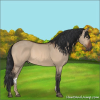Horse Color:Brown Dun 
