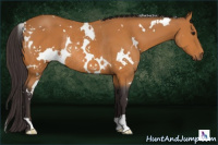 Horse Color:White Spotted Buckskin Rabicano