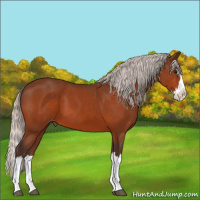 Horse Color:Silver Bay Sabino Splash Appaloosa