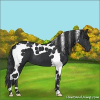 Horse Color:Black Tobiano 