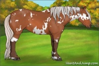 Horse Color:White Spotted Silver Bay 