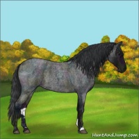 Horse Color:Midnight Blue Ice Roan Rabicano