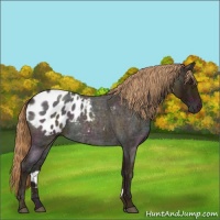 Horse Color:Midnight Red Ice Roan Appaloosa Rabicano 