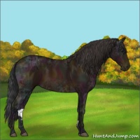 Horse Color:Midnight Bay Ice Appaloosa Rabicano
