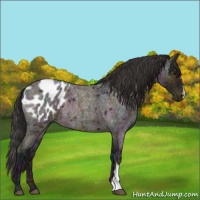 Horse Color:Midnight Bay Ice Roan Appaloosa Rabicano 