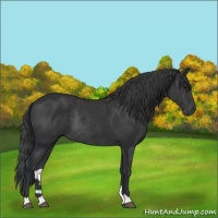 Horse Color:Black Rabicano 
