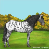 Horse Color:Black Ice Appaloosa Rabicano 