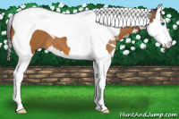Horse Color:Buckskin Splash Tobiano 