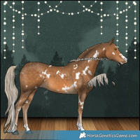 Horse Color:White Spotted Chocolate Palomino 