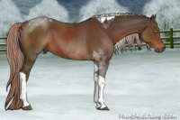 Horse Color:Liver Chestnut Tobiano 