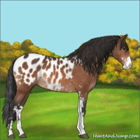 Horse Color:Bay Sabino Appaloosa