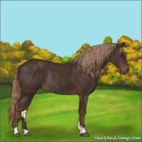 Horse Color:Liver Chestnut Rabicano 