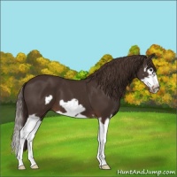 Horse Color:Liver Chestnut Splash Frame 