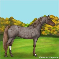 Horse Color:Liver Red Roan 