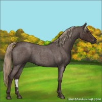 Horse Color:Liver Red Roan 