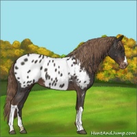 Horse Color:Liver Chestnut Appaloosa 