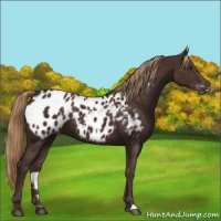 Horse Color:Liver Chestnut Appaloosa 