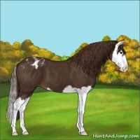 Horse Color:Liver Chestnut Sabino Splash Appaloosa 