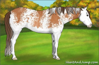 Horse Color:White Spotted Buckskin Splash Varnish Rabicano