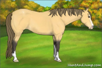 Horse Color:Buckskin Sabino Appaloosa