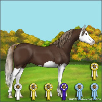 Horse Color:Liver Chestnut Sabino Splash 