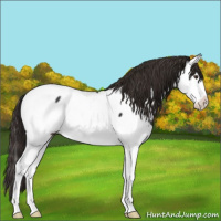 Horse Color:Liver Chestnut Splash Appaloosa 