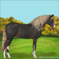 Horse Color:Liver Chestnut Sabino 
