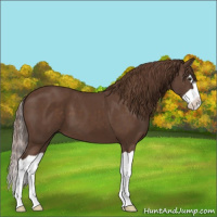 Horse Color:Liver Chestnut Splash 