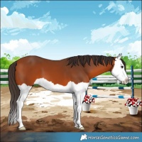 Horse Color:Bay Splash 