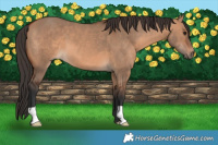 Horse Color:Bay Dun