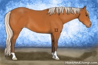 Horse Color:Silver Buckskin Appaloosa