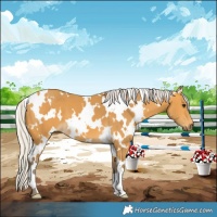 Horse Color:White Spotted Silver Buckskin 