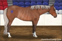 Horse Color:Silver Bay Roan Rabicano