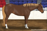 Horse Color:Gray Chestnut 