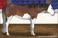 Horse Color:Brown Splash