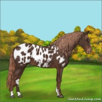 Horse Color:Liver Chestnut Sabino Near Leopard 