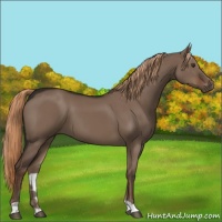 Horse Color:Liver Red Dun 