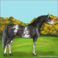 Horse Color:White Spotted Liver Chestnut 
