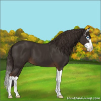 Horse Color:Liver Chestnut Splash 