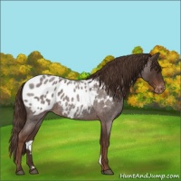 Horse Color:Liver Red Roan Appaloosa 