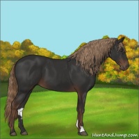 Horse Color:Liver Chestnut 