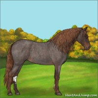 Horse Color:Liver Red Roan 