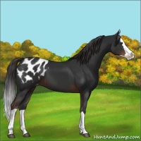Horse Color:Liver Chestnut Splash Appaloosa 