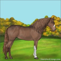 Horse Color:Liver Chestnut 