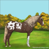 Horse Color:Liver Chestnut Appaloosa 