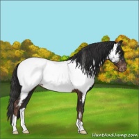 Horse Color:Liver Chestnut Near Fewspot 