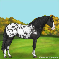 Horse Color:Liver Chestnut Splash Blanket Rabicano 