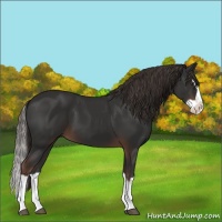 Horse Color:Liver Chestnut Splash 