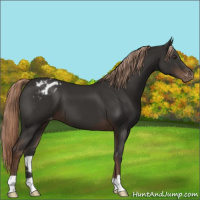 Horse Color:Liver Chestnut Appaloosa 