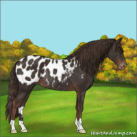 Horse Color:Liver Chestnut Appaloosa Rabicano 